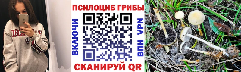 Купить где Невель Галлюциногенные грибы MAGIC MUSHROOMS